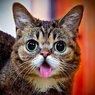 KediSever kullanıcısının profil fotoğrafı